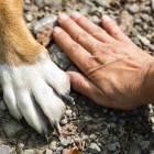 Hundepfote und Menschenhand