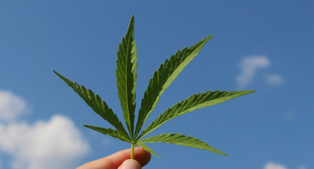 Cannabisblatt vor einem blauen Himmel