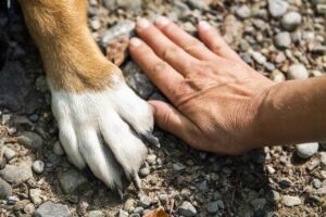 Hundepfote und Menschenhand
